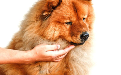 A Cut Above the Rest