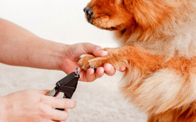 Pampering Paws, One Fur at a Time