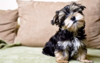 Fur, Fluff, and Fabulous